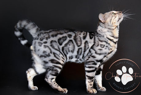 Bengal Kittens For Sale